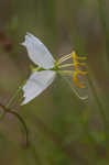 Panhandle meadowbeauty